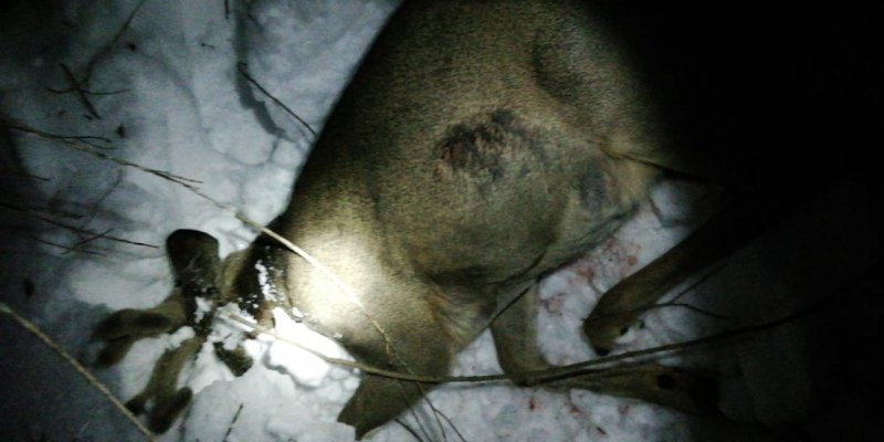В Новгородской области полицией задержан подозреваемый  в незаконной охоте на краснокнижное животное